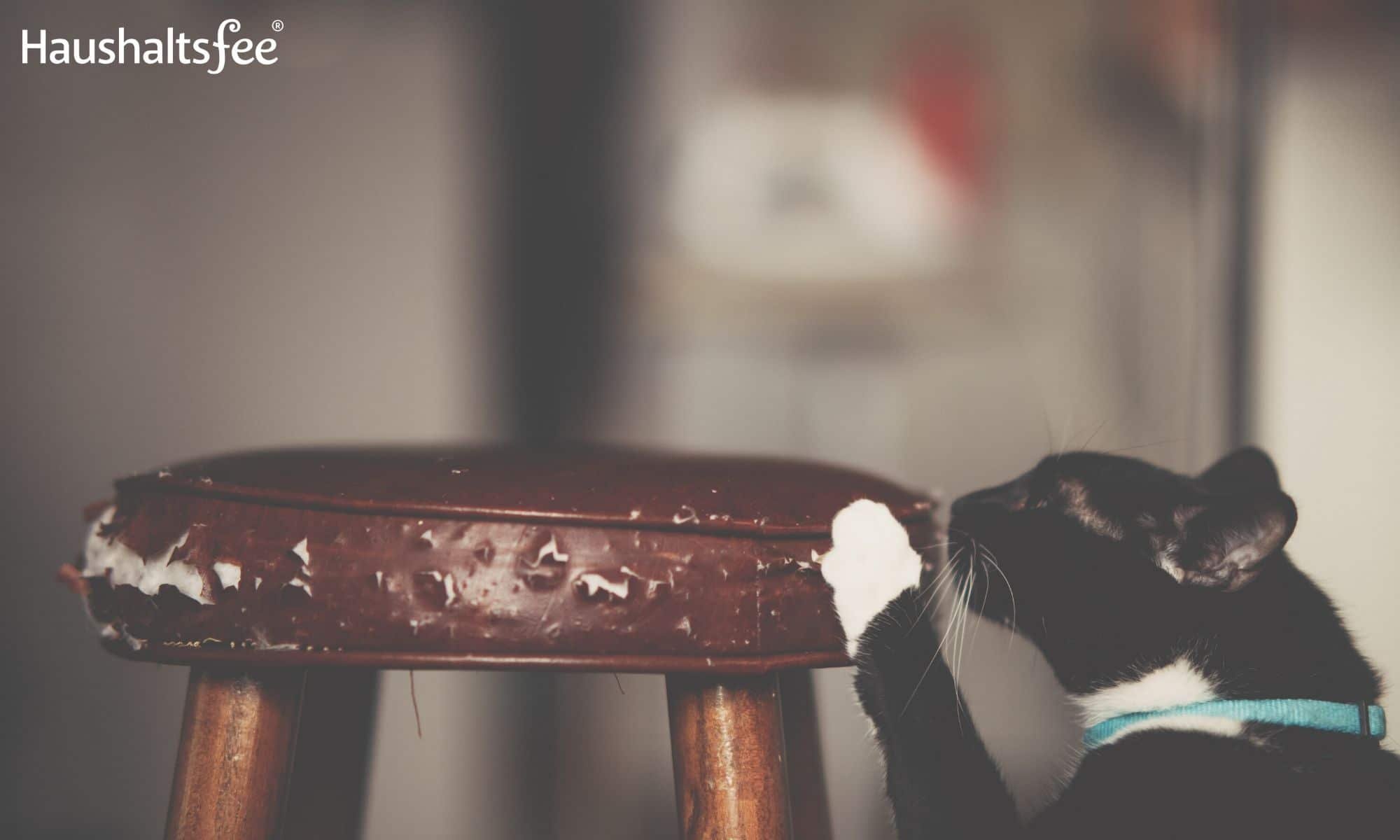 Katze in der Wohnung: Kratzen an Möbeln vermeiden