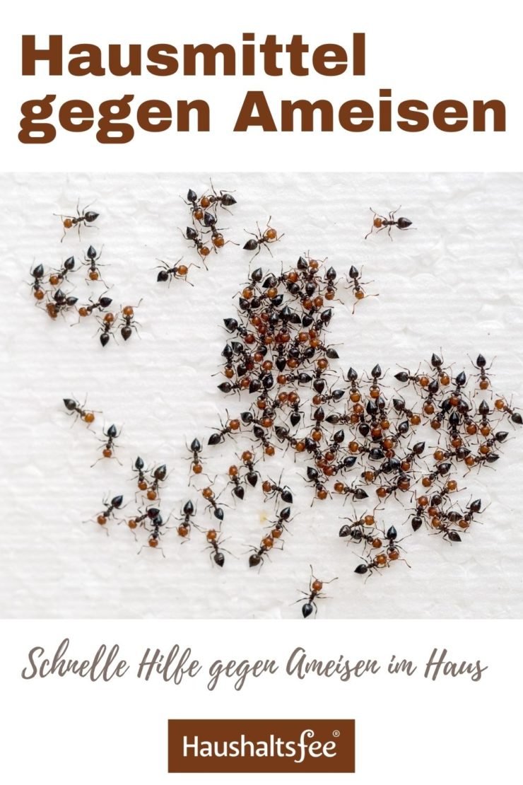 Hausmittel gegen Ameisen