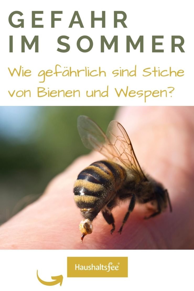 Wie gefährlich sind Bienen und Wespen?